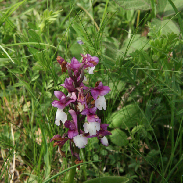 orchis olbiensis
